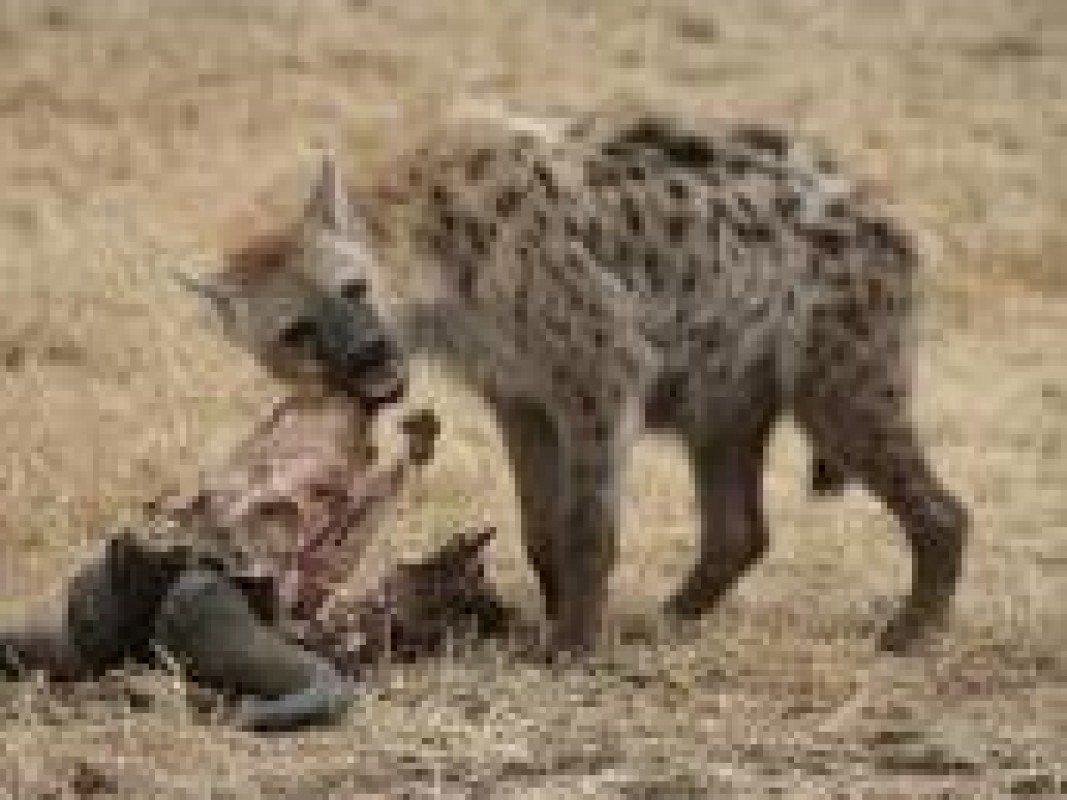 05-12-hyena-leidenjpg_1384252912.jpg