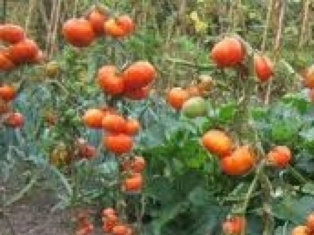 05-12-tomaten_1353422954.jpg