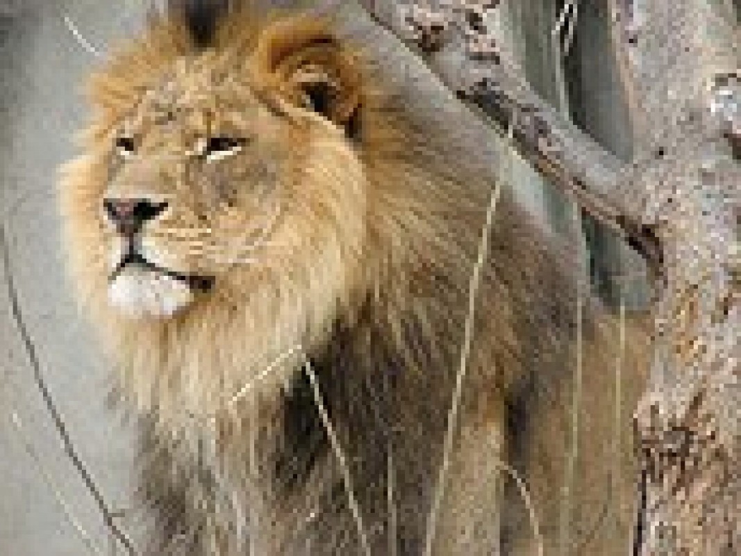 07-05-lion_1427807583.jpg