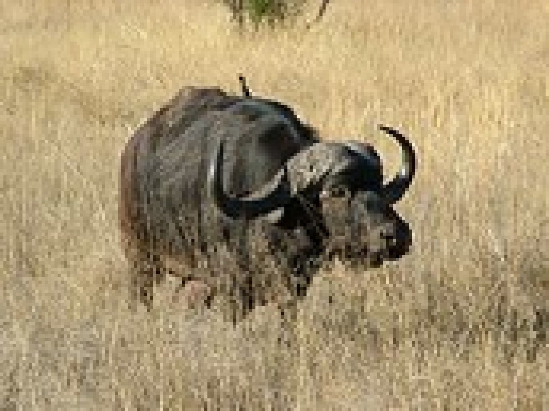 10-02-african_buffalo_1421763880.jpg