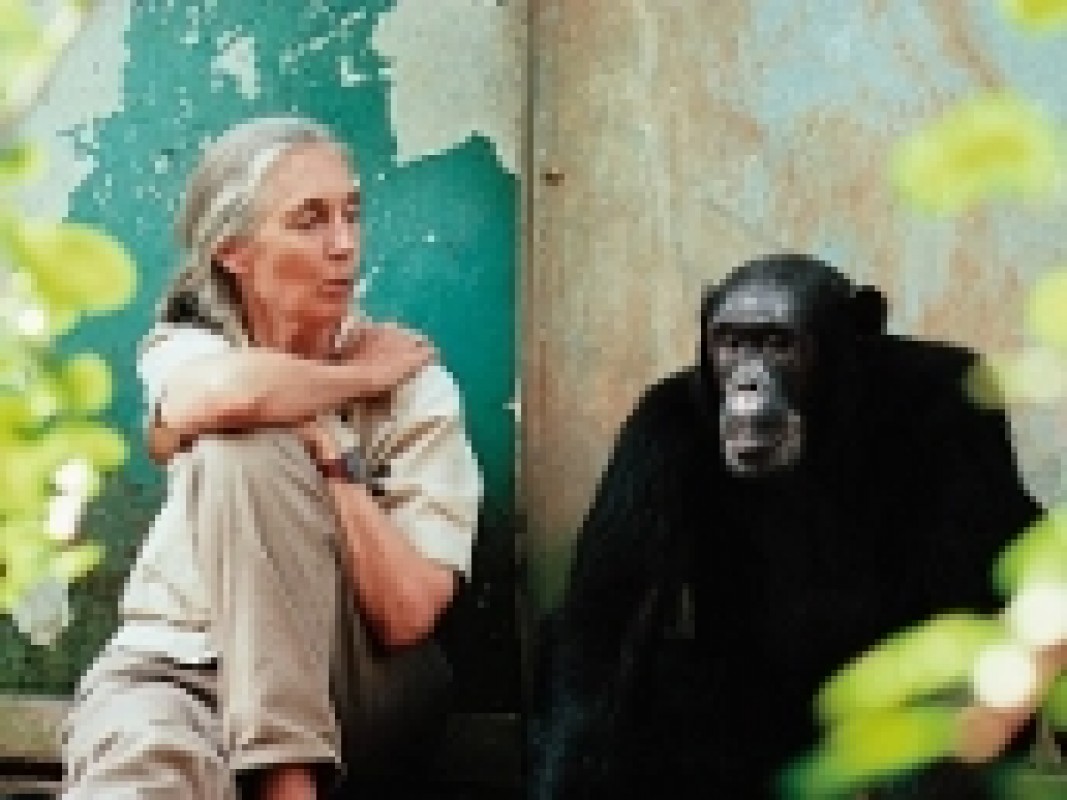 11-05-janegoodall_1396958979.jpg