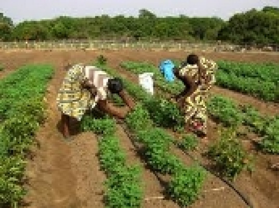 12-06-vegetable-production-benin_1338304729.jpg