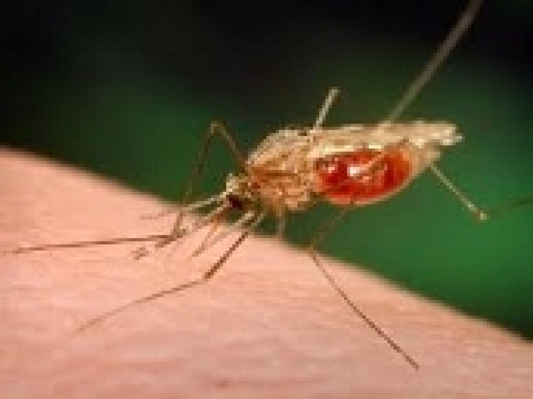 15-05-malaria_1336473407.jpg