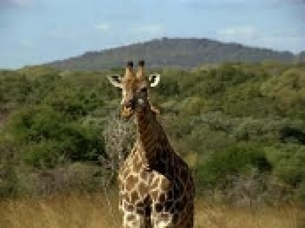 20-06-tanzaniagiraffe_1337690718.jpg