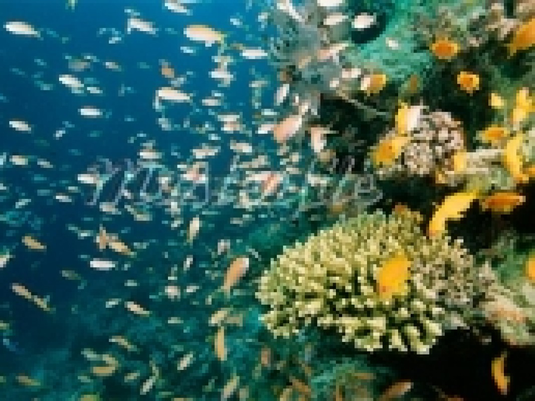 21-02-coral-reef-fishes_1329232794.jpg