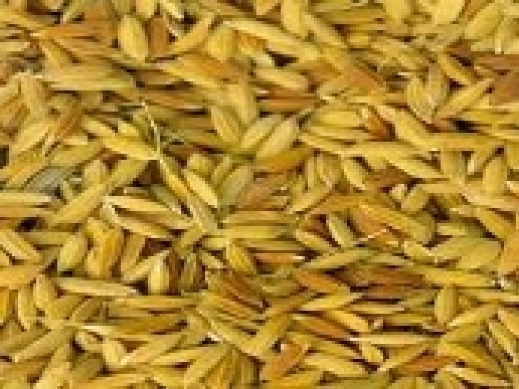 21-12-rice-seeds_1322578411.jpg