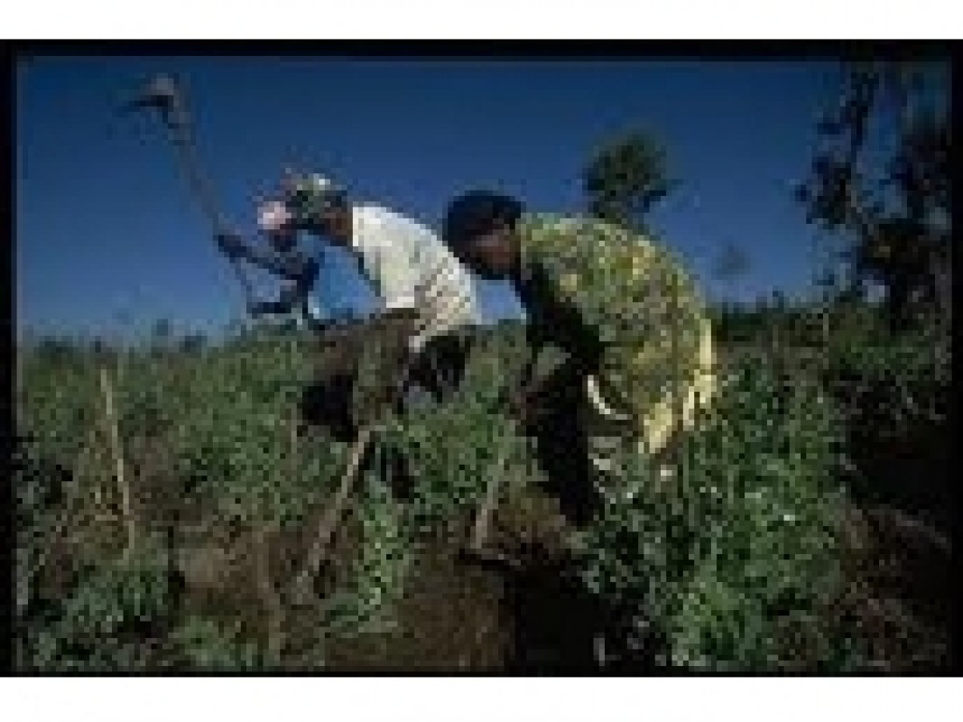 22-11-women-agriculture_1319801714.jpg