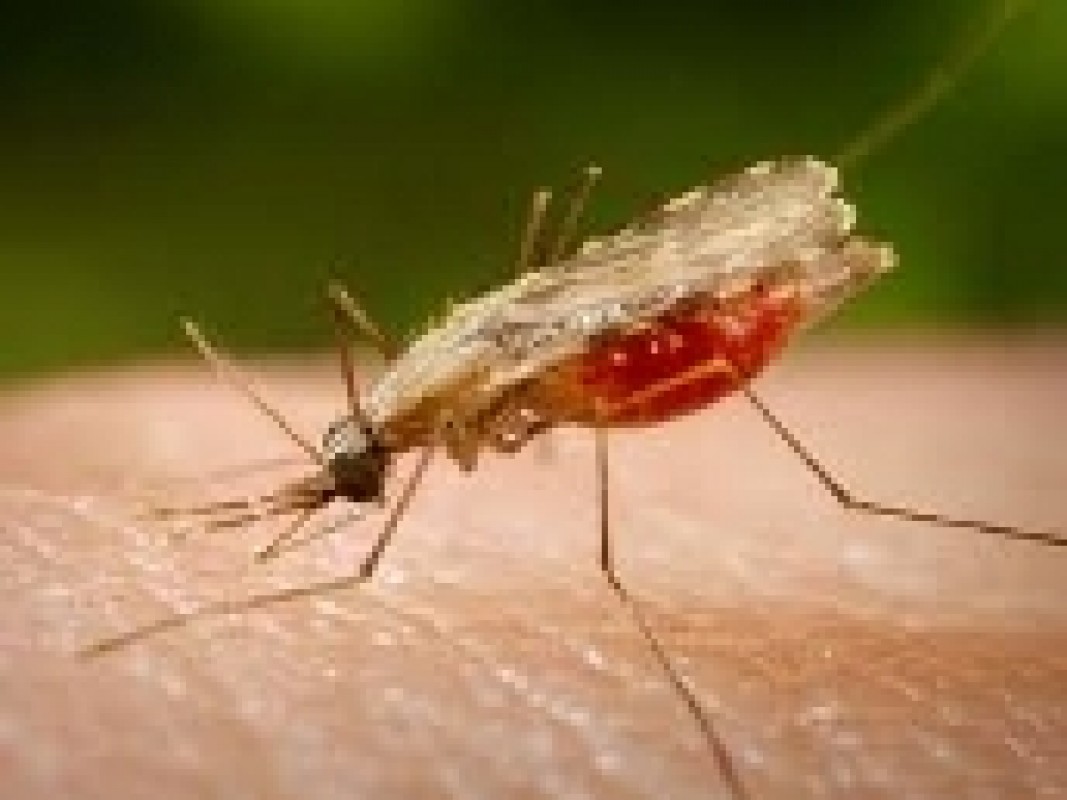 26-04-malaria_1335274124.jpg