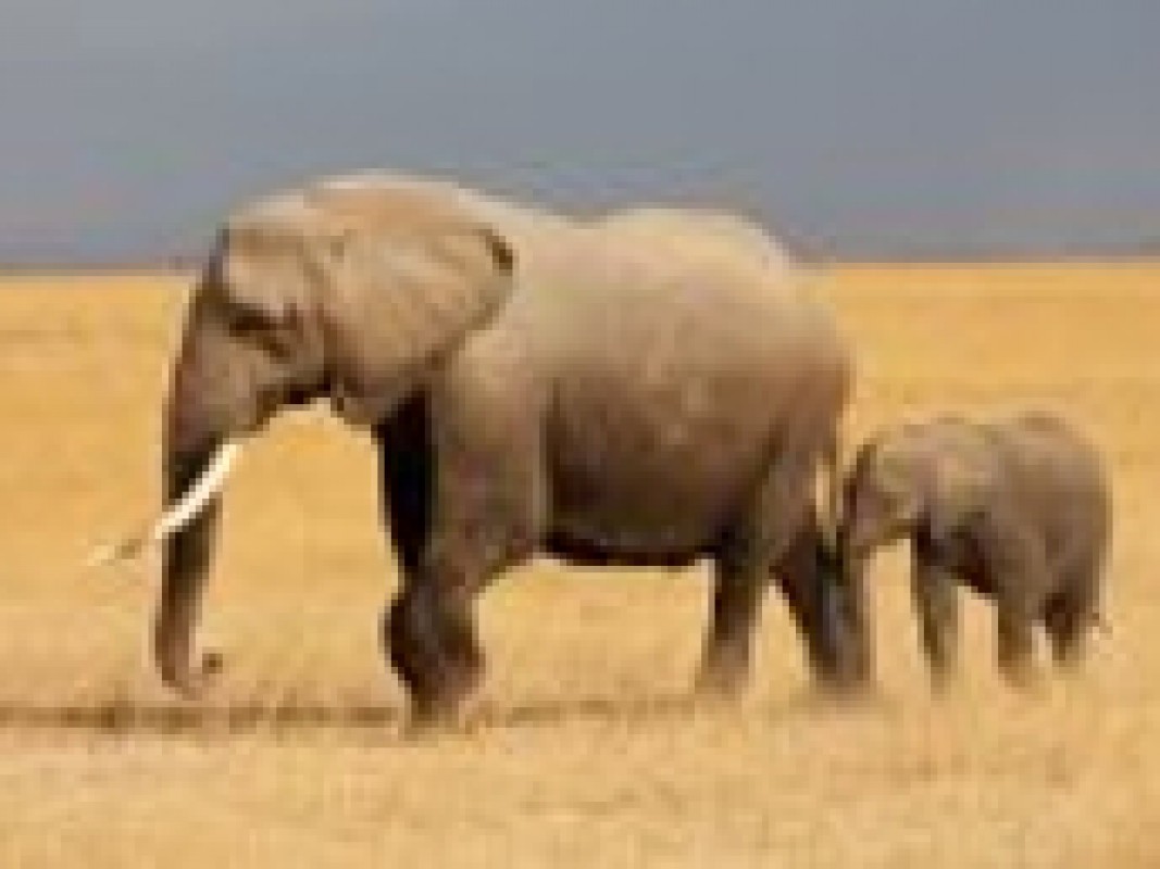 african_elephant_1479829044.jpg