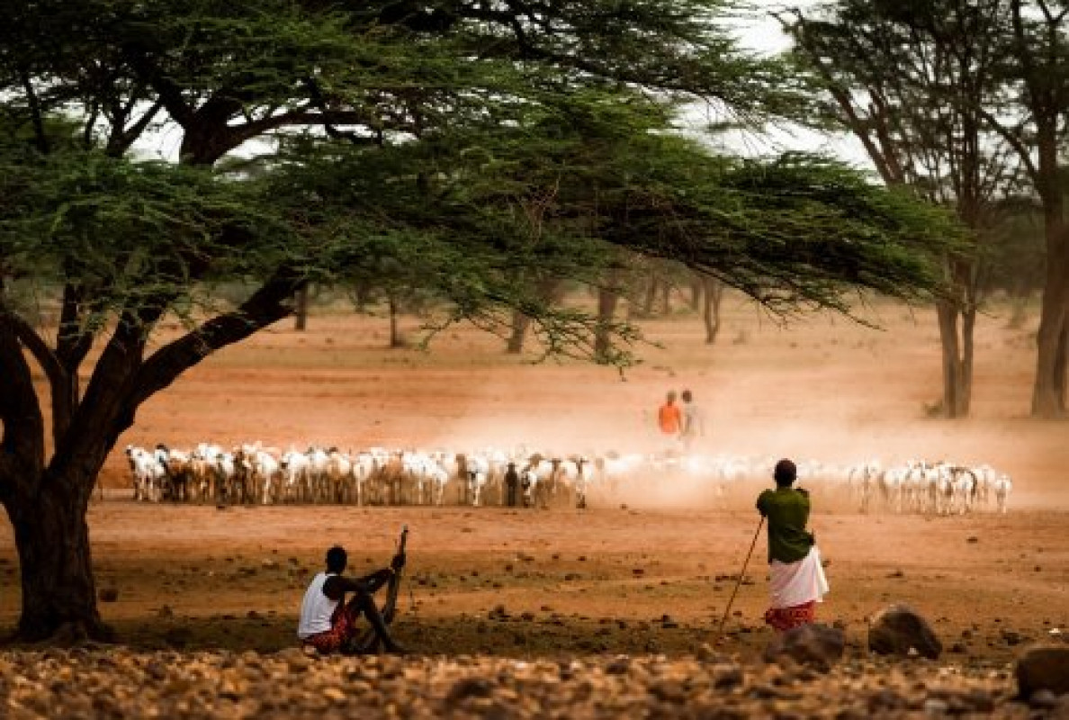 Livestock Afrika.jpg
